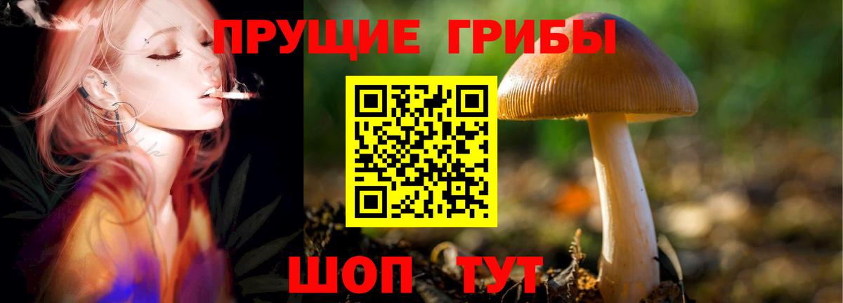 наркота  Псилоцибиновые грибы Psilocybine cubensis  Вход с VPN  Старая Русса 